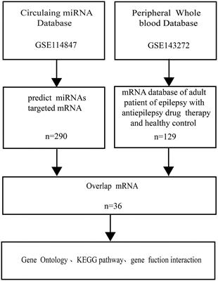 The viral and inflammation hypothesis of epileptic seizures based on bioinformatic study of circulating miRNAs and peripheral whole-blood mRNAs of adult epilepsy patients